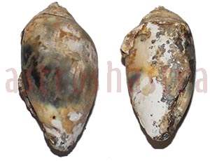 Heera Shankh 0247 34